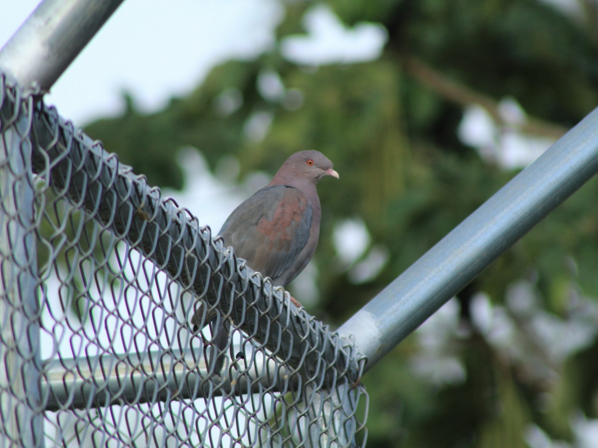Las aves urbanas: un primer paso para los observadores
